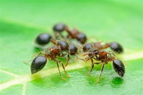 螞蟻是怎麼出現的
